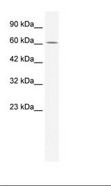 ZNF182 / ZNF21 Antibody - HepG2 Cell Lysate.  This image was taken for the unconjugated form of this product. Other forms have not been tested.