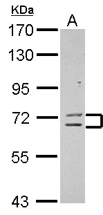ZNF182 / ZNF21 Antibody - Sample (30 ug of whole cell lysate) A: HepG2 7.5% SDS PAGE ZNF182 antibody diluted at 1:1000