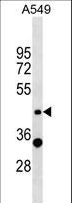 ZNF19 Antibody - ZNF19 Antibody western blot of A549 cell line lysates (35 ug/lane). The ZNF19 antibody detected the ZNF19 protein (arrow).