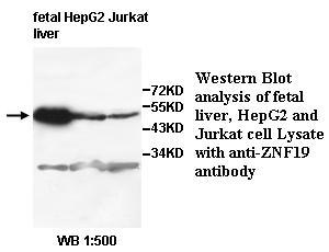 ZNF19 Antibody