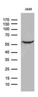 ZNF19 Antibody - Western blot analysis of extracts. (35ug) from A549 cell line by using anti-ZNF19 monoclonal antibody. (1:500)