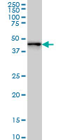 ZNF191 / ZNF24 Antibody - ZNF24 monoclonal antibody (M01), clone 4A1 Western blot of ZNF24 expression in HeLa NE.