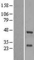 ZNF191 / ZNF24 Protein - Western validation with an anti-DDK antibody * L: Control HEK293 lysate R: Over-expression lysate