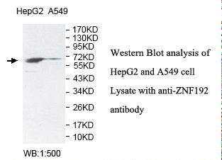 ZNF192 Antibody
