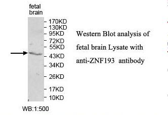 ZNF193 Antibody