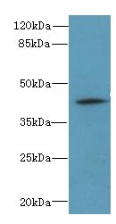 ZNF193 Antibody - Western blot. All lanes: ZSCAN9 antibody at 0.3 ug/ml+ Mouse brain tissue Goat polyclonal to rabbit at 1:10000 dilution. Predicted band size: 46 kDa. Observed band size: 46 kDa.