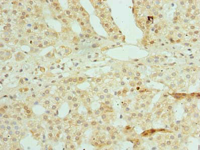 ZNF193 Antibody - Immunohistochemistry of paraffin-embedded human adrenal gland tissue using ZSCAN9 Antibody at dilution of 1:100