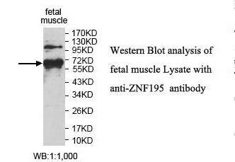 ZNF195 Antibody