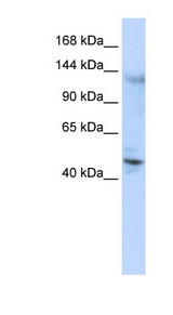 ZNF197 Antibody - ZNF197 antibody Western blot of 293T cell lysate. This image was taken for the unconjugated form of this product. Other forms have not been tested.
