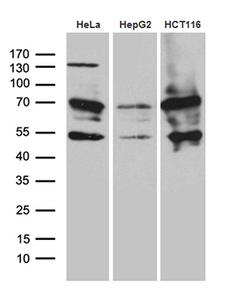 ZNF2 Antibody - Western blot analysis of extracts. (35ug) from 3 cell lines by using anti-ZNF2 monoclonal antibody. (1:500)