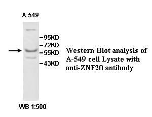 ZNF20 Antibody