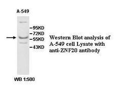 ZNF20 Antibody