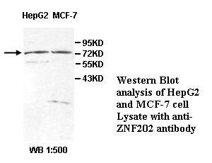 ZNF202 Antibody