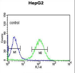ZNF202 Antibody - ZNF202 Antibody flow cytometry of HepG2 cells (right histogram) compared to a negative control cell (left histogram). FITC-conjugated goat-anti-rabbit secondary antibodies were used for the analysis.
