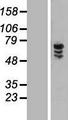 ZNF205 Protein - Western validation with an anti-DDK antibody * L: Control HEK293 lysate R: Over-expression lysate