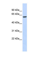 ZNF207 Antibody - ZNF207 antibody Western blot of Fetal Muscle lysate. This image was taken for the unconjugated form of this product. Other forms have not been tested.