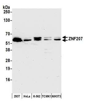 ZNF207 Antibody - Detection of human and mouse ZNF207 by western blot. Samples: Whole cell lysate (15 µg) from HEK293T, HeLa, K-562, mouse TCMK-1, and mouse NIH 3T3 cells prepared using NETN lysis buffer. Antibody: Affinity purified rabbit anti-ZNF207 antibody used for WB at 1:1000. Detection: Chemiluminescence with an exposure time of 30 seconds.