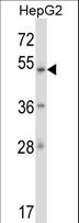 ZNF207 Antibody - ZNF207 Antibody western blot of HepG2 cell line lysates (35 ug/lane). The ZNF207 antibody detected the ZNF207 protein (arrow).