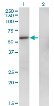 ZNF207 Antibody - Western blot of ZNF207 expression in transfected 293T cell line by ZNF207 monoclonal antibody (M06), clone 6D7.