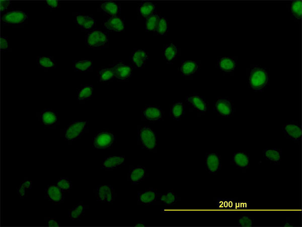 ZNF207 Antibody - Immunofluorescence of monoclonal antibody to ZNF207 on HeLa cell. [antibody concentration 10 ug/ml]