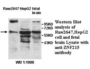 ZNF215 Antibody