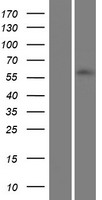 ZNF215 Protein - Western validation with an anti-DDK antibody * L: Control HEK293 lysate R: Over-expression lysate
