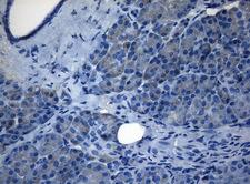 ZNF217 Antibody - Immunohistochemical staining of paraffin-embedded Human pancreas tissue within the normal limits using anti-ZNF217 mouse monoclonal antibody. (Heat-induced epitope retrieval by 1mM EDTA in 10mM Tris buffer. (pH8.5) at 120°C for 3 min. (1:150)
