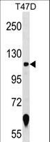 ZNF217 Antibody - ZNF217 Antibody western blot of T47D cell line lysates (35 ug/lane). The ZNF217 antibody detected the ZNF217 protein (arrow).