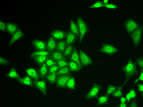 ZNF217 Antibody - Immunofluorescence analysis of U2OS cells.