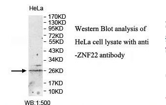 ZNF22 Antibody