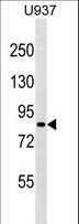 ZNF225 Antibody - ZNF225 Antibody western blot of U937 cell line lysates (35 ug/lane). The ZNF225 antibody detected the ZNF225 protein (arrow).