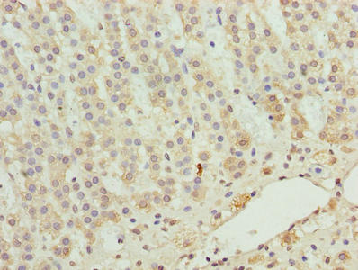 ZNF226 Antibody - Immunohistochemistry of paraffin-embedded human adrenal gland tissue using ZNF226 Antibody at dilution of 1:100