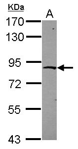 ZNF226 Antibody - Sample (30 ug of whole cell lysate) A: HCT116 7.5% SDS PAGE ZNF226 antibody diluted at 1:1000