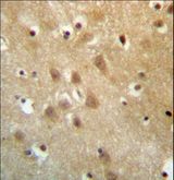 ZNF227 Antibody - ZNF227 Antibody immunohistochemistry of formalin-fixed and paraffin-embedded human brain tissue followed by peroxidase-conjugated secondary antibody and DAB staining.