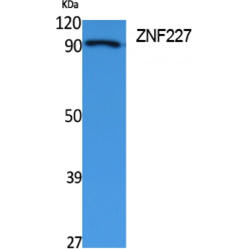 ZNF227 Antibody - Western blot of ZNF227 antibody