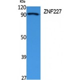 ZNF227 Antibody - Western blot of ZNF227 antibody