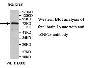 ZNF23 Antibody