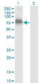 ZNF23 Antibody - Western Blot analysis of ZNF23 expression in transfected 293T cell line by ZNF23 monoclonal antibody (M02), clone 2D3.Lane 1: ZNF23 transfected lysate (Predicted MW: 73.1 KDa).Lane 2: Non-transfected lysate.