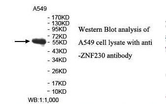 ZNF230 Antibody
