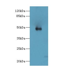 ZNF232 Antibody - Western blot. All lanes: ZNF232 antibody at 0.8 ug/ml+ Mouse heart tissue Goat polyclonal to rabbit at 1:10000 dilution. Predicted band size: 48 kDa. Observed band size: 48 kDa.