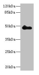 ZNF232 Antibody - Western blot All lanes: ZNF232 antibody at 0.8µg/ml + Mouse heart tissue Secondary Goat polyclonal to rabbit IgG at 1/10000 dilution Predicted band size: 48, 47 kDa Observed band size: 48 kDa