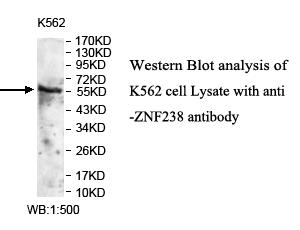 ZNF238 Antibody