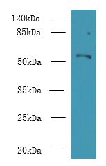 ZNF238 Antibody - Western blot. All lanes: ZBTB18 antibody at 14 ug/ml+ HeLa whole cell lysate Goat polyclonal to rabbit at 1:10000 dilution. Predicted band size: 58 kDa. Observed band size: 58 kDa.
