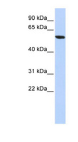 ZNF248 Antibody - ZNF248 antibody Western blot of HepG2 cell lysate. This image was taken for the unconjugated form of this product. Other forms have not been tested.