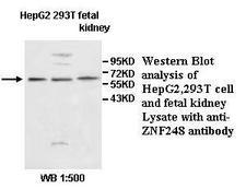 ZNF248 Antibody