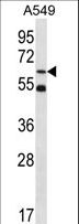 ZNF248 Antibody - ZNF248 Antibody western blot of A549 cell line lysates (35 ug/lane). The ZNF248 antibody detected the ZNF248 protein (arrow).