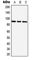 ZNF25 Antibody - Western blot analysis of ZNF25 expression in HeLa (A); NIH3T3 (B); H9C2 (C) whole cell lysates.