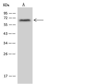 ZNF250 Antibody - Anti-ZNF250 rabbit polyclonal antibody at 1:500 dilution. Lane A: U251MG Whole Cell Lysate. Lysates/proteins at 30 ug per lane. Secondary: Goat Anti-Rabbit IgG (H+L)/HRP at 1/10000 dilution. Developed using the ECL technique. Performed under reducing conditions. Predicted band size: 63 kDa. Observed band size: 63 kDa.