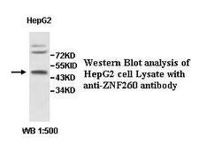 ZNF260 Antibody