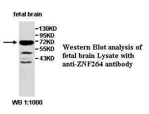 ZNF264 Antibody